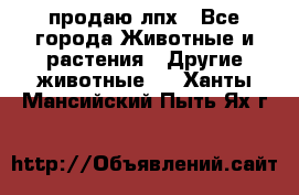 продаю лпх - Все города Животные и растения » Другие животные   . Ханты-Мансийский,Пыть-Ях г.